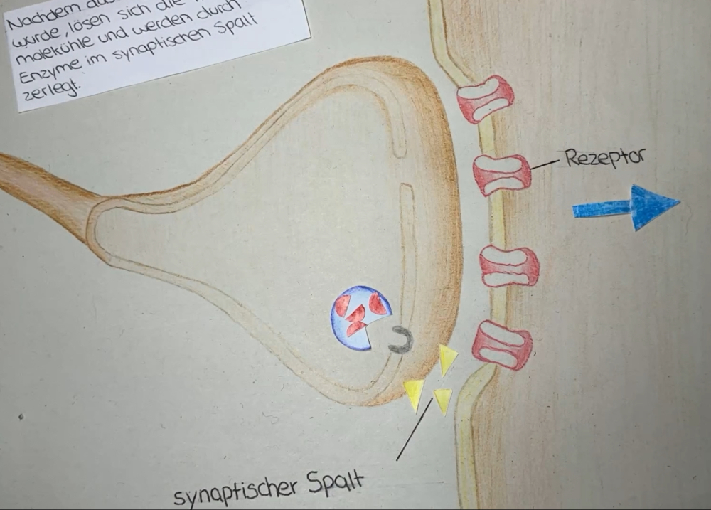 Stopmotionfilm zur Funktion der Synapse